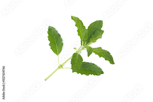 Tableau sur toile Leaves, flowers and shoots of Holy Basil, (Kra pao) - Ocimum sanctum isolate on white background