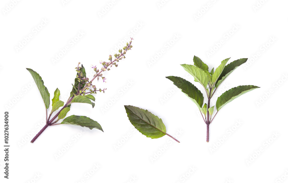 Set Leaves, flowers and shoots of Red Holy Basil, (Kra pao) isolate on white background. Set Leaves, flowers and shoots of Red Holy Basil, (Kra pao) isolate on white background.