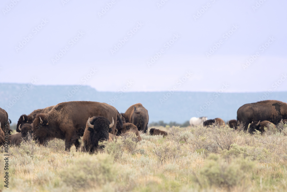 American bison buffalo on the prairie. American bison buffalo on the prairie.