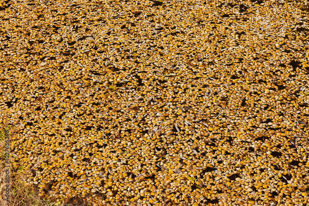the texture of fallen leaves on the water surface of the pond, taken on a sunny October day the texture of fallen leaves on the water surface of the pond, taken on a sunny October day