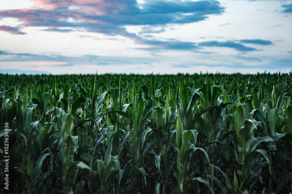 Obraz premium corn field and sky