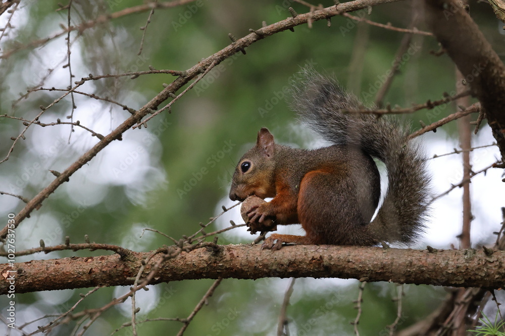 Squirrel sitting on a tree branch eating a nut in the forest in Japan Squirrel sitting on a tree branch eating a nut in the forest in Japan