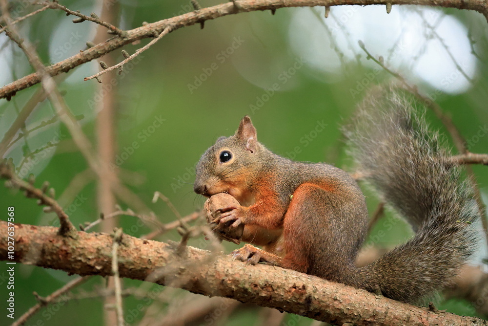 Squirrel sitting on a tree branch eating a nut in the forest in Japan Squirrel sitting on a tree branch eating a nut in the forest in Japan