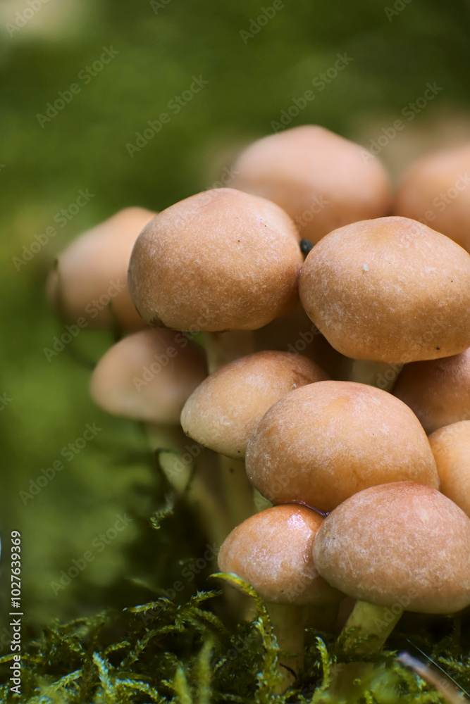 macro of a sulfur cap mushroom macro of a sulfur cap mushroom