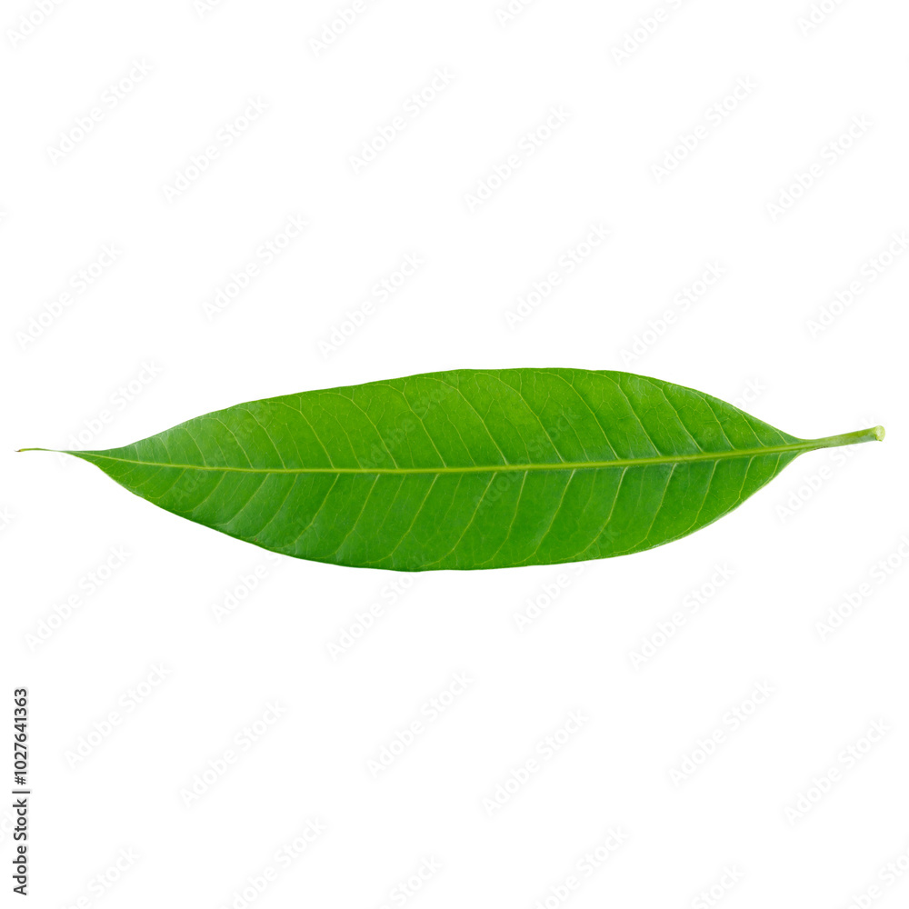 Obraz premium Green mango leaf isolated on white background