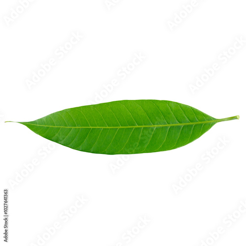 Green mango leaf isolated on white background photo