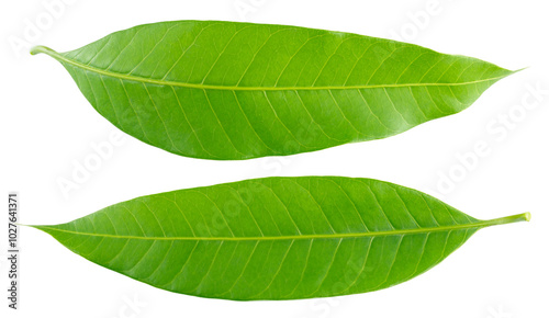 Green mango leaf isolated on white background