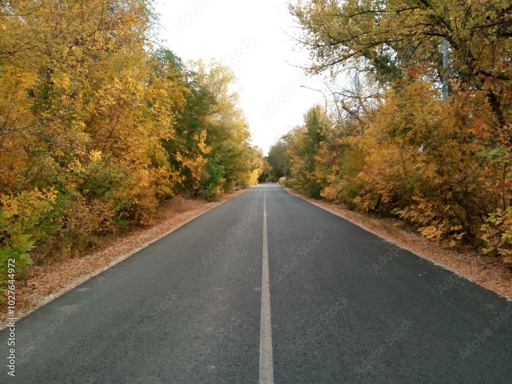 road in autumn forest road in autumn forest