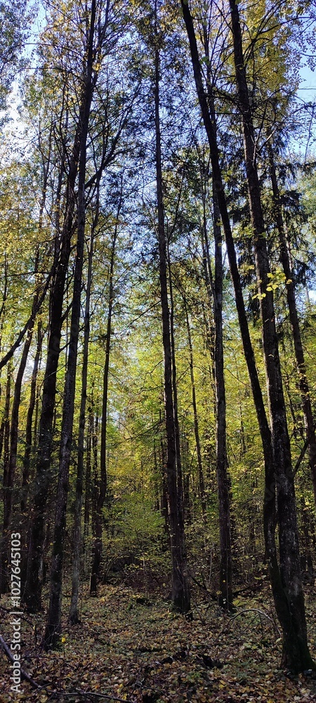Fototapeta premium forest in autumn