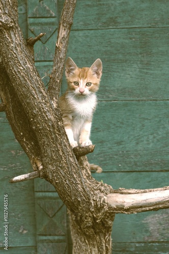 The image features an adorable kitten perched on the branches of a tree, gazing directly at the camera with a curious yet calm expression. The kitten, with a mix of white and orange fur, stands out ag