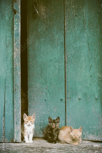 The image features three adorable kittens sitting in front of a weathered, teal-colored wooden door. The door, with its rustic texture and slightly open crack, provides a charming, vintage backdrop. T