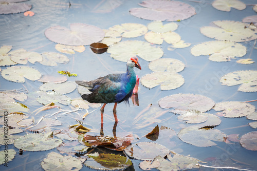 Bronze-winged Jacana bird in lotus lake,Thalanoi, South of Thailand. (Metopedius indicus.) photo