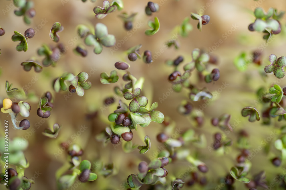 Close up of Kale Micro Greens Close up of Kale Micro Greens