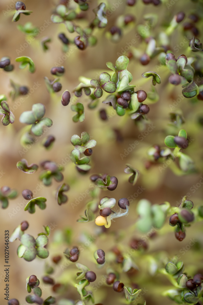 Close up of Kale Micro Greens Close up of Kale Micro Greens