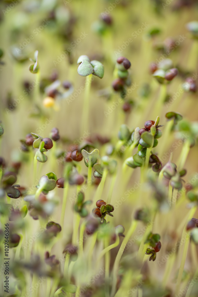 Close up of Kale Micro Greens Close up of Kale Micro Greens