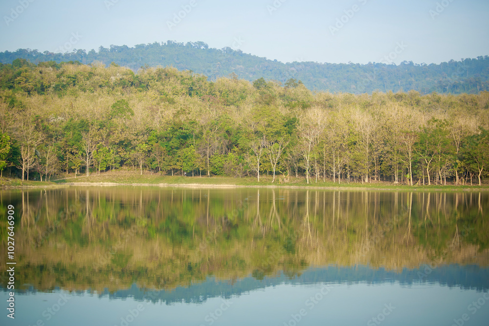 tree in summer forest with water reflection. tree in summer forest with water reflection.