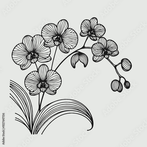 set of contour spring flowers orchid
line art floral, leaves
black and white illustration Phalaenopsis
set of decorative elements of plants stylized Cymbidium, Paphiopedilum, Vanilla photo