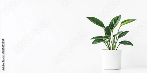 Green houseplant standing in white pot on empty wall background