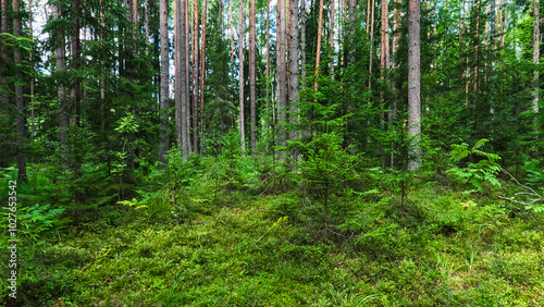 Wallpaper Mural Summer Pine Forest Torontodigital.ca