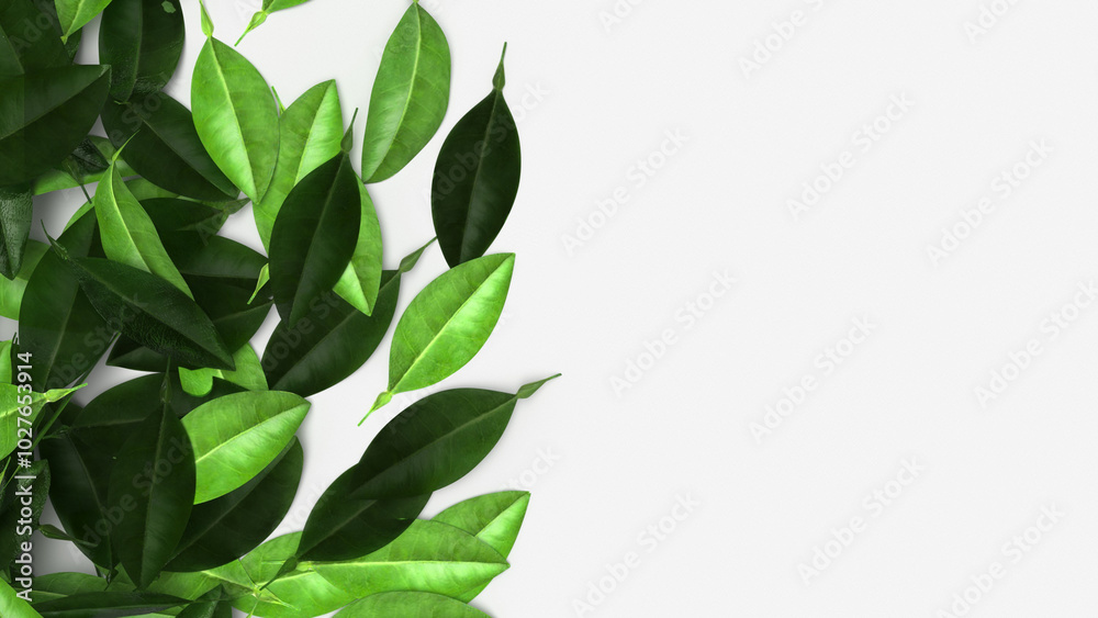 lemon leaf background on white background 3d rendering lemon leaf background on white background 3d rendering