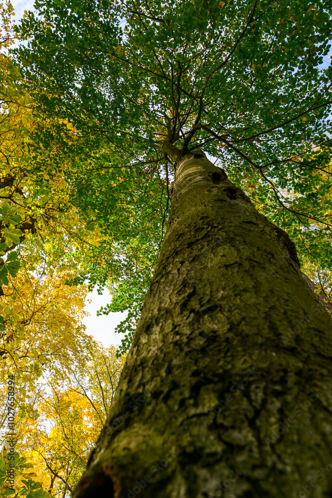 Fototapeta premium Autumn in the park, colorful tree leaves, wide angle view autumn scene