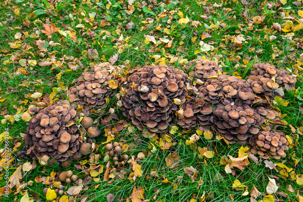 Mushrooms on an autumn background Mushrooms on an autumn background