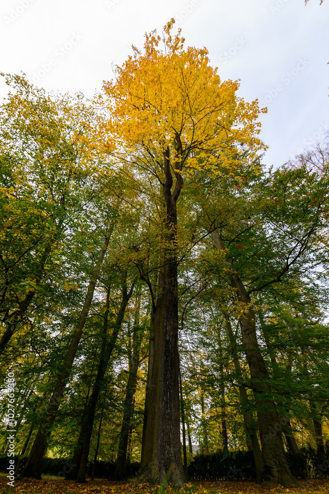 Autumn in the park, colorful tree leaves, wide angle view autumn scene Autumn in the park, colorful tree leaves, wide angle view autumn scene