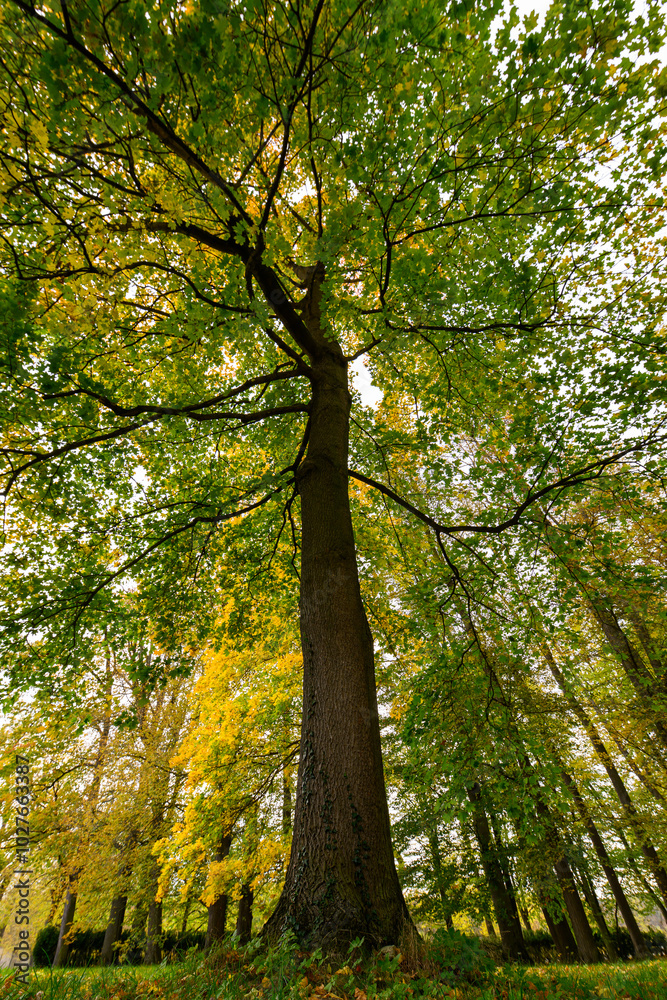 Autumn in the park, colorful tree leaves, wide angle view autumn scene Autumn in the park, colorful tree leaves, wide angle view autumn scene
