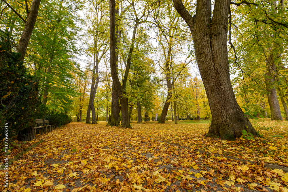 Autumn in the park, colorful tree leaves, wide angle view autumn scene Autumn in the park, colorful tree leaves, wide angle view autumn scene