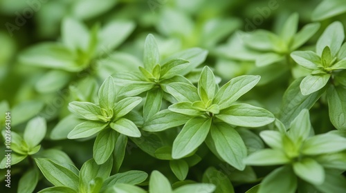 A close-up of rare fresh woodruff leaves with their small, whorled structure, isolated on a white background photo