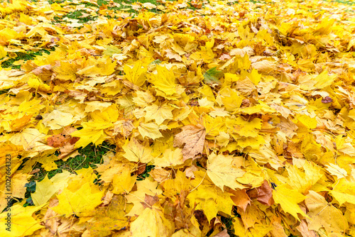 colorful tree leaves, wide angle view autumn scene - yellow background