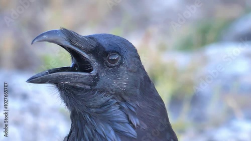 crow close-up slow motion head shot