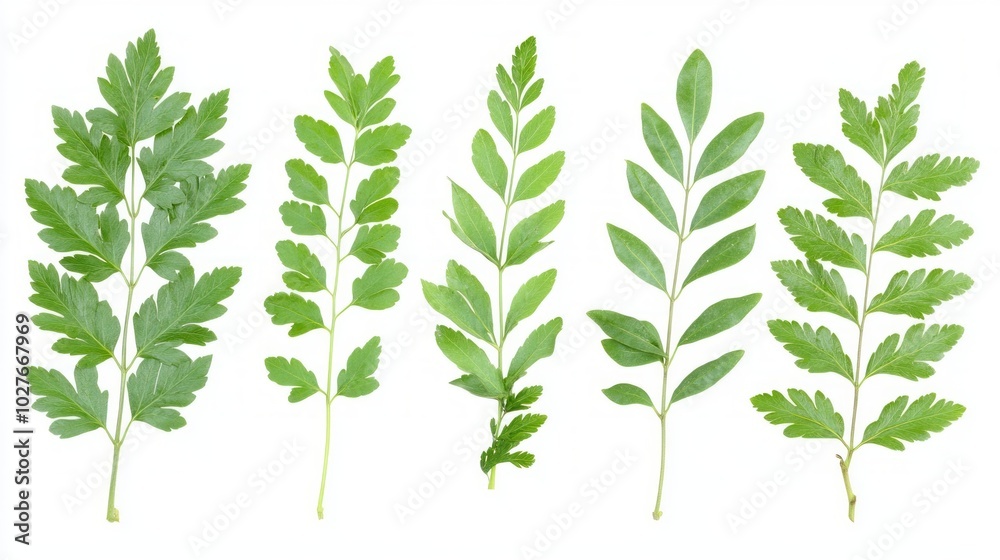 A collection of fresh curry plant leaves with their silvery-green color, arranged on a white background A collection of fresh curry plant leaves with their silvery-green color, arranged on a white background