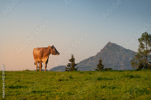 Almlandschaft mit dem Kitzbüheler Alm und einer Kuh
