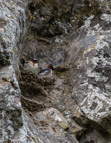 Cliff Swallow (Petrochelidon pyrrhonota) with Nest photo