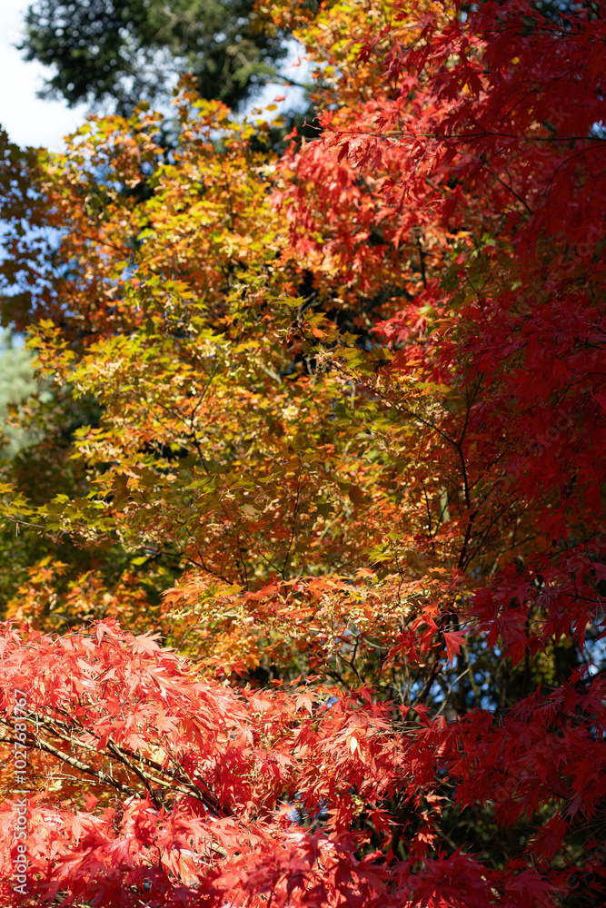 Beautiful Autumn Background: Red Maple Leaves on a Sunny Day, vertical. Beautiful Autumn Background: Red Maple Leaves on a Sunny Day, vertical.