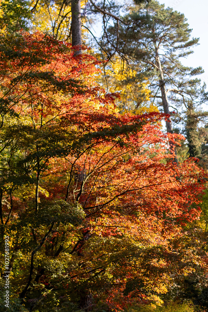 Beautiful Autumn Background: Red Maple Leaves on a Sunny Day, vertical. Beautiful Autumn Background: Red Maple Leaves on a Sunny Day, vertical.