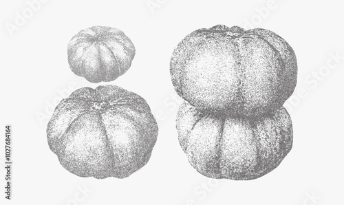 Pumpkins vector illustration. Trendy stippling photocopy effect