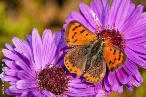 Kleiner Feuerfalter auf der Herbst-Aster photo