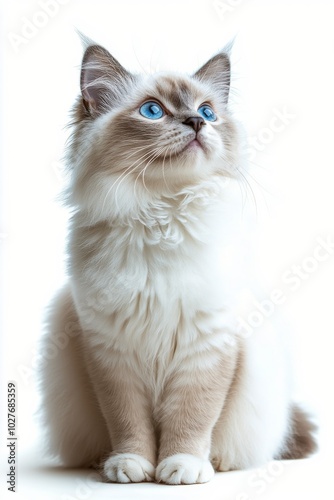 A fluffy cat with striking blue eyes sits gracefully against a plain backgrou...