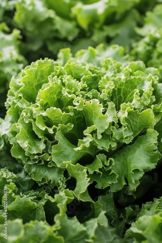 Fresh green lettuce with crisp, curly leaves perfect for salads and garnishes...