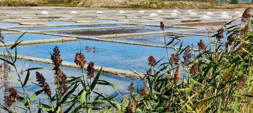 Marais salant de Guérande, Loire-Atlantique, France  photo