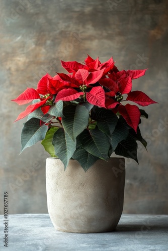Bright red poinsettias in a modern pot adding festive cheer to a minimalist i...