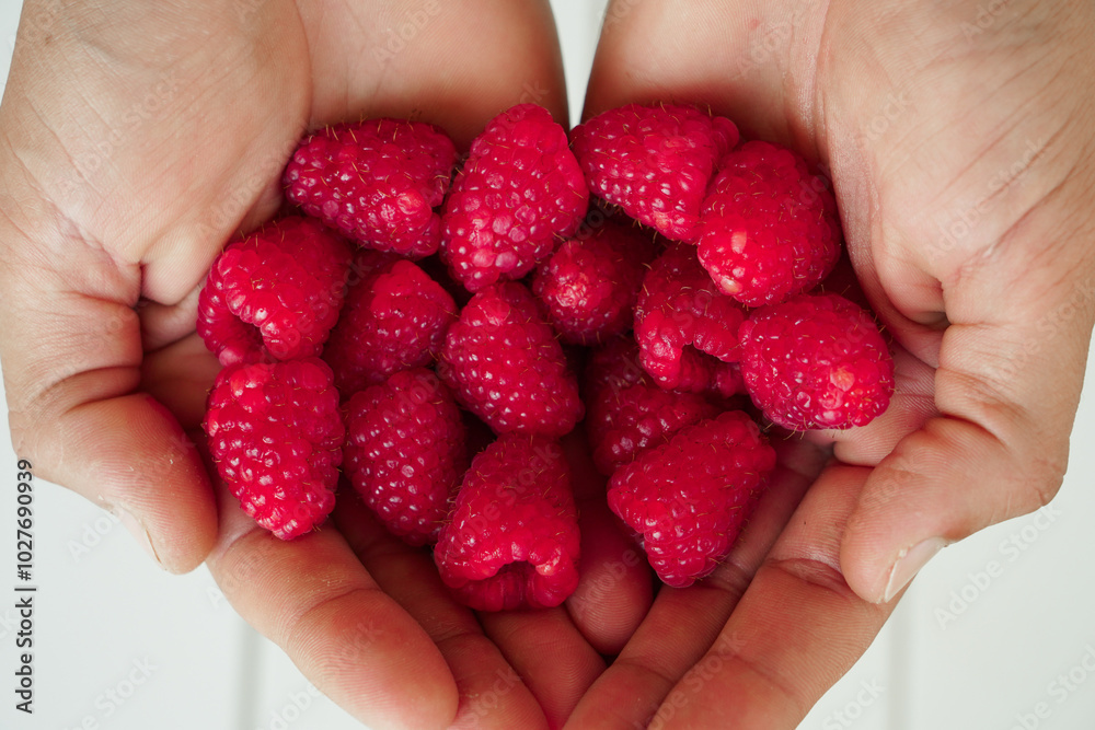 A pair of hands gently holding a handful of fresh, ripe red raspberries, close-up view A pair of hands gently holding a handful of fresh, ripe red raspberries, close-up view