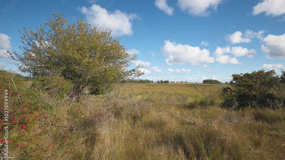 Landschaft im Nationalpark Vorpommersche Boddenlandschaft Landschaft im Nationalpark Vorpommersche Boddenlandschaft