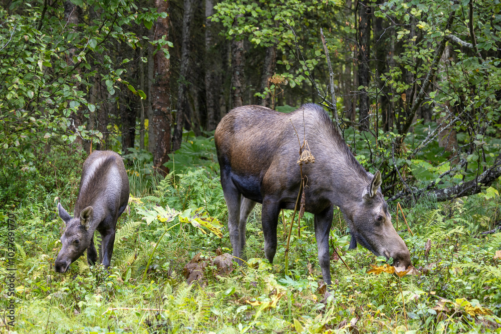 Cow and Calf Alaska Yukon Moose in Alaska in Autumn Cow and Calf Alaska Yukon Moose in Alaska in Autumn
