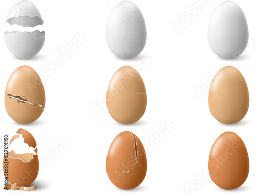 Broken chicken egg with eggshell