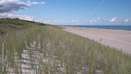 Küstenschutz an der Ostsee mit Ammophila arenaria - Strandhafer photo