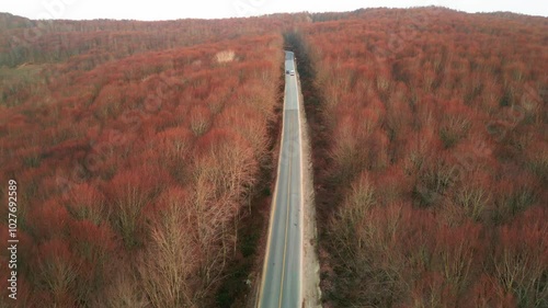 Aerial two-lane road inside orange colored tree forest 4K Stock Video