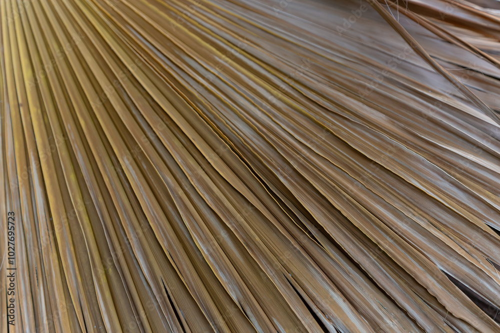 Obraz premium Close up of dried palm leaves arranged in a fan-like pattern. Texture emphasizes the natural lines and grooves of the leaves, creating a sense of repetition and rhythm. Texture making for backgrounds